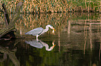 grey heron