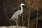 Grey heron