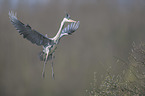 grey heron