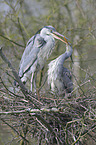 grey heron