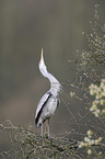 grey heron