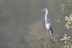 grey heron