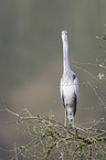 grey heron