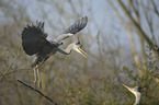 grey heron