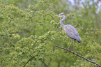 grey heron