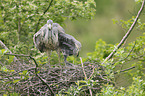 grey heron