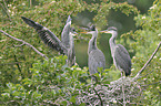 grey heron