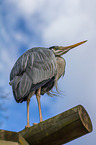 grey heron