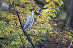 grey heron