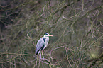 grey heron