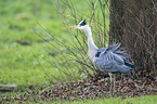 grey heron