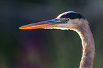 grey heron