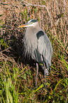 grey heron