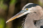 grey heron