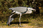 grey heron