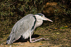 grey heron