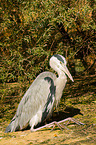 grey heron