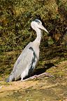 grey heron