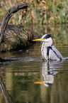 grey heron