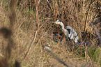 grey heron