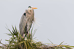 grey heron