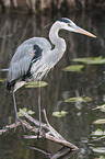 grey heron