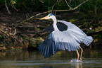 grey heron