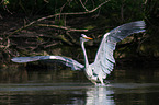 grey heron