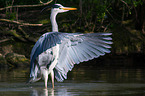 grey heron