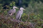 2 grey heron
