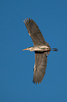 grey heron