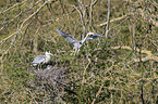 Grey Herons in the tree