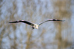 flying Grey Heron