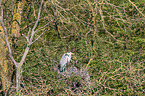 Grey Heron in the tree