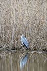 standing Grey Heron