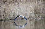 flying Grey Heron