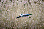 flying Grey Heron