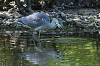 standing Grey Heron