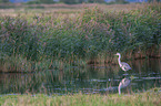 grey heron