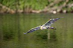 grey heron