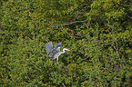 grey heron