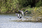 grey heron