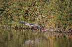 grey heron