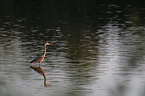 grey heron