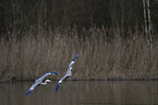 grey heron