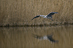 grey heron