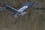 grey heron