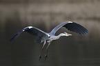 grey heron