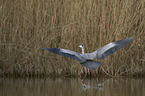 grey heron