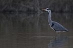 grey heron